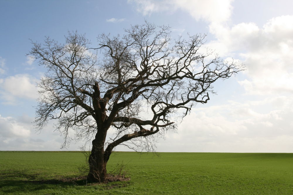 Similar – Apfelbaum im Herbst Baum