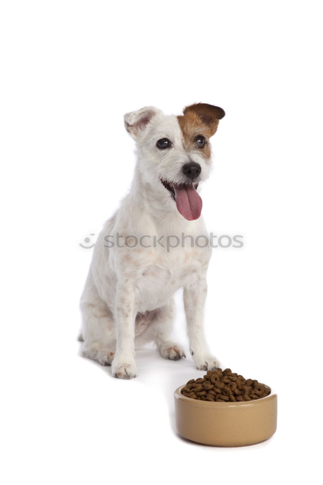 Similar – Image, Stock Photo cute small dog sitting and waiting to eat