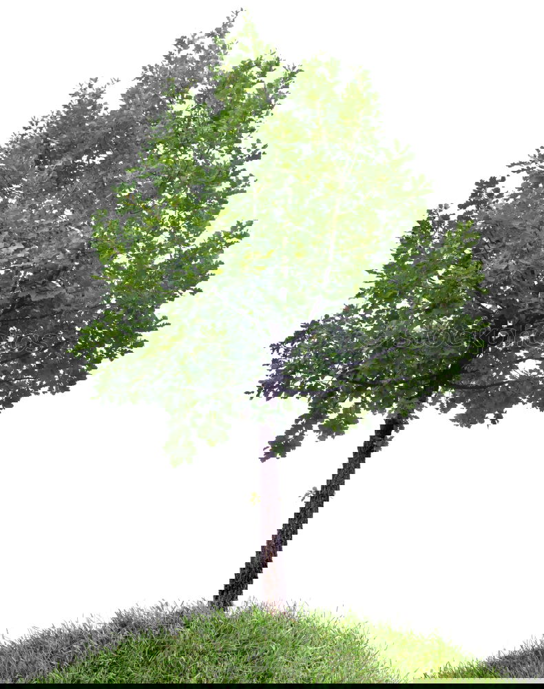 Similar – Foto Bild Die grüne Lunge Baum