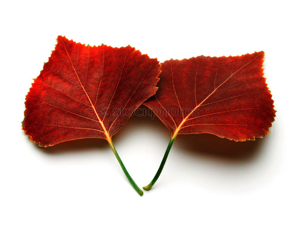 Similar – Image, Stock Photo three yellow leaves Plant