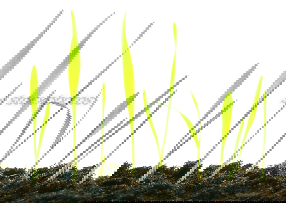Similar – Image, Stock Photo growth Agriculture
