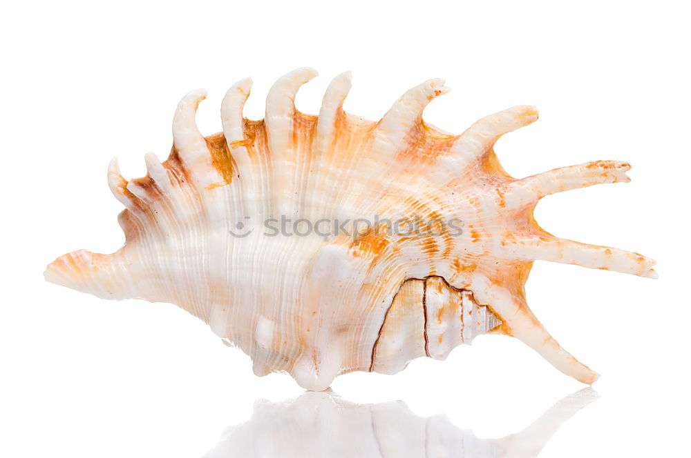 Similar – Image, Stock Photo Seashells. Top view with copy space.