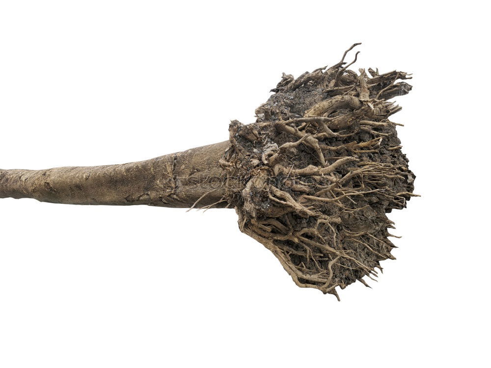 Similar – Image, Stock Photo New brooms sweep well