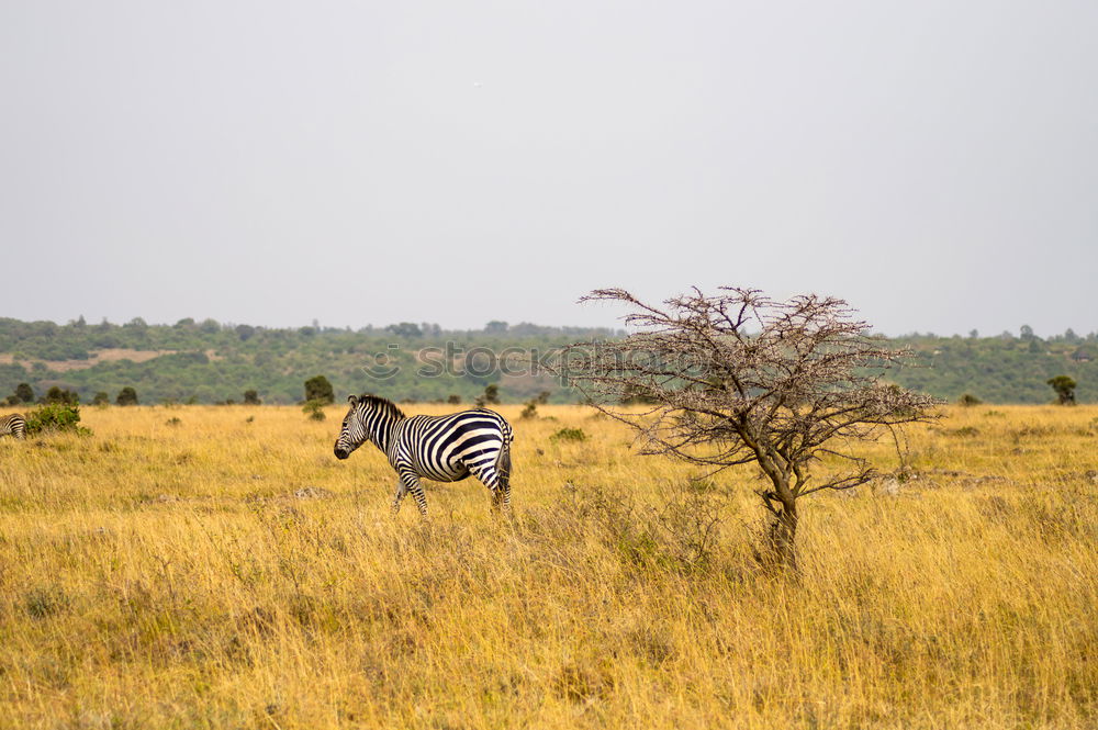 Similar – Image, Stock Photo Isolated zebra in the savannah