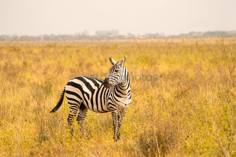 Image, Stock Photo Isolated zebra in the savannah