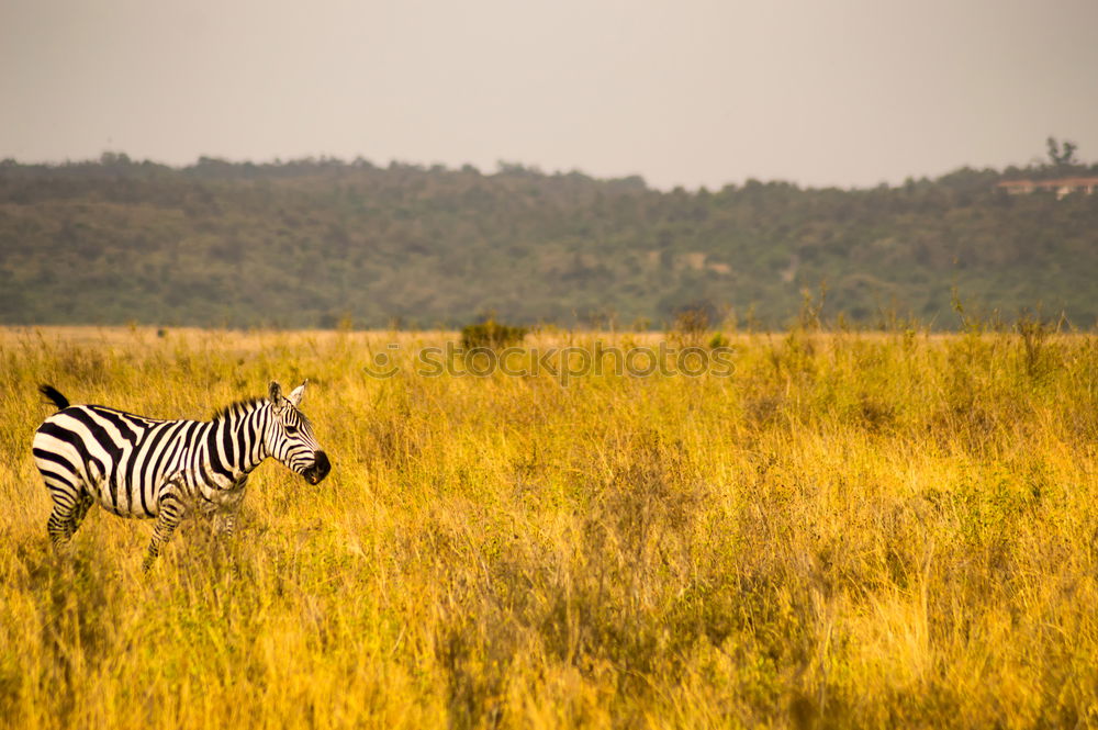 Similar – Image, Stock Photo Isolated zebra in the savannah