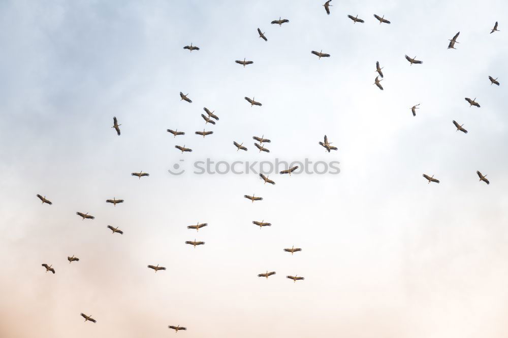 Similar – Image, Stock Photo Foregel swarm flying towards the sun