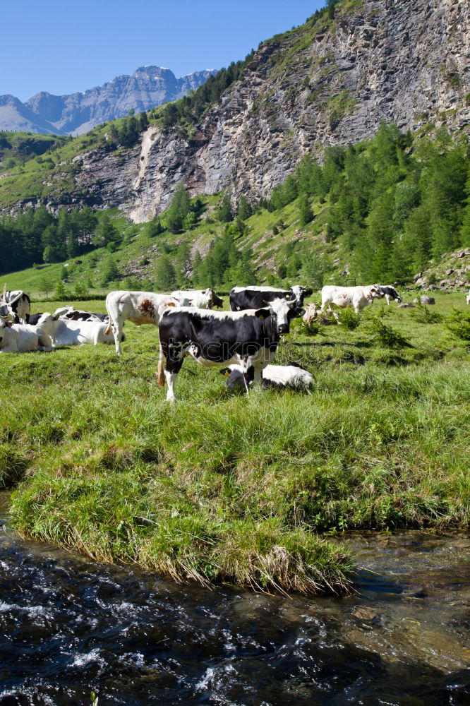 Similar – Image, Stock Photo thirst Landscape Water