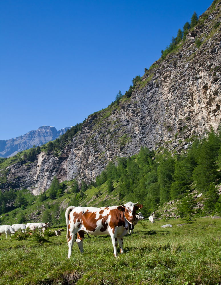 Similar – Image, Stock Photo thirst Landscape Water