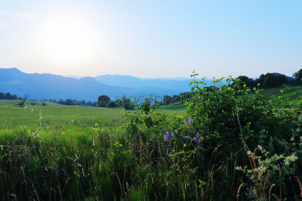 Similar – abendlicht Wiese Gras