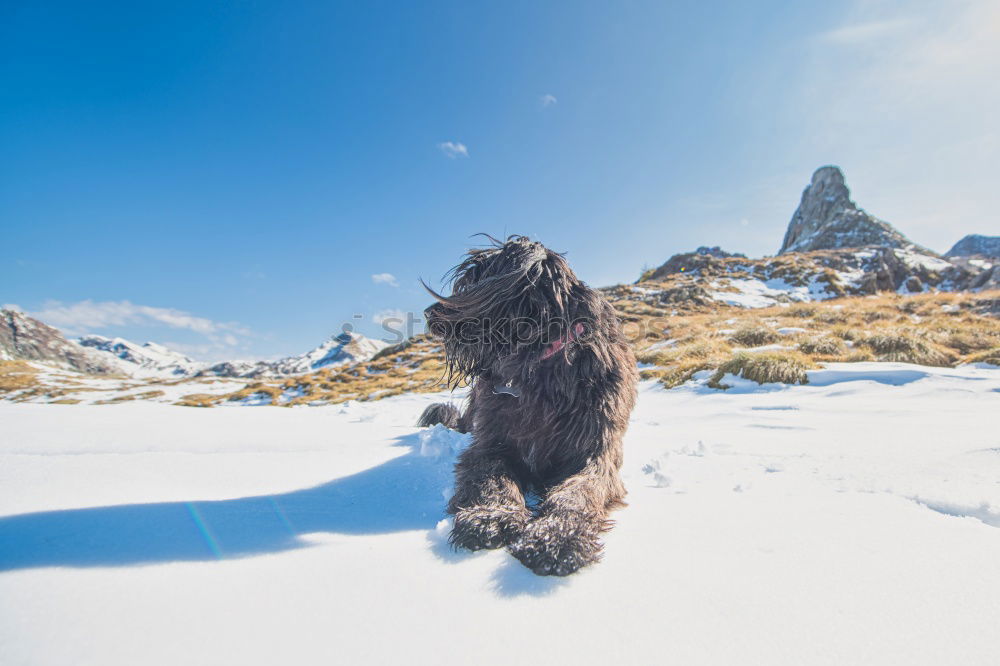 Similar – Gipfelstürmerwauwau Hund