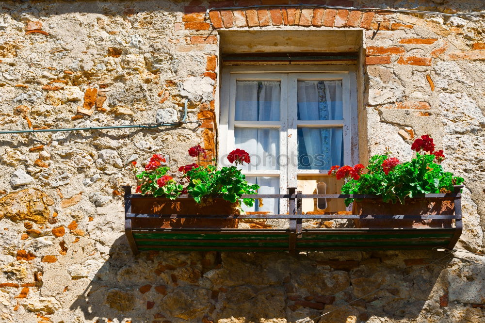 Similar – Das Fenster Blume Hütte