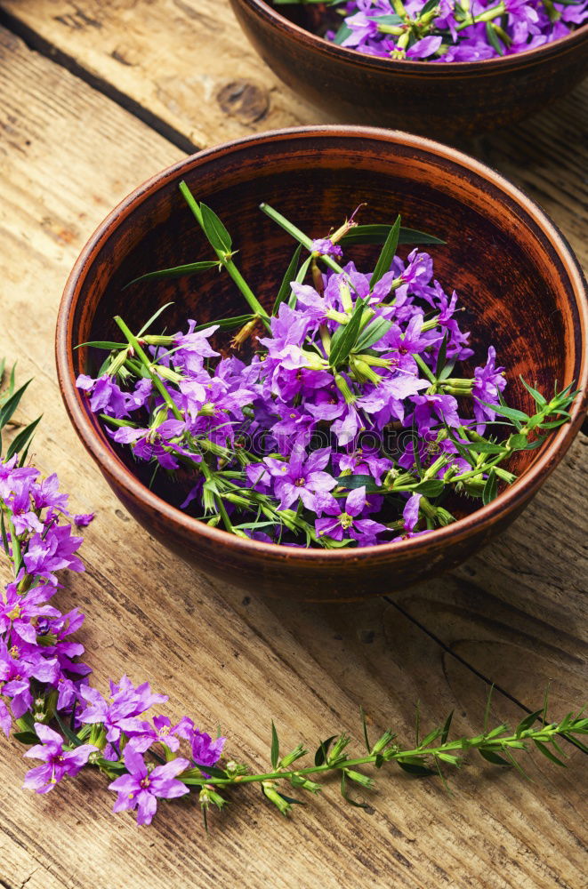 Image, Stock Photo Onopordum and herbalism.Thistle