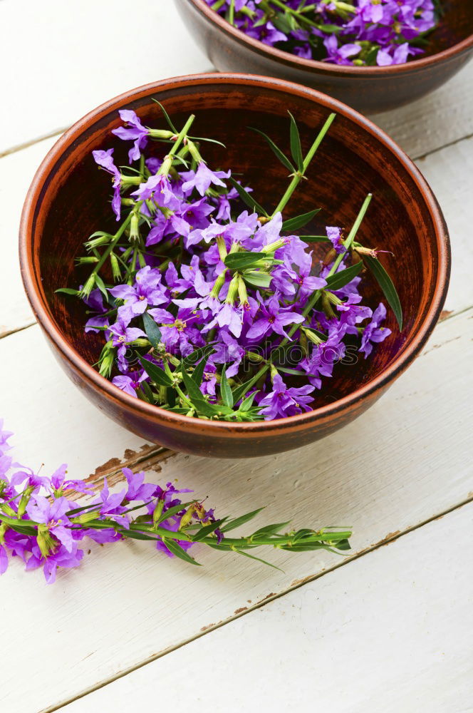 Similar – Image, Stock Photo Onopordum and herbalism.Thistle