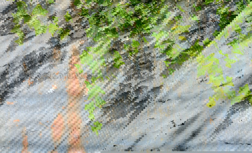Similar – Image, Stock Photo 0815 AST | cleaned up