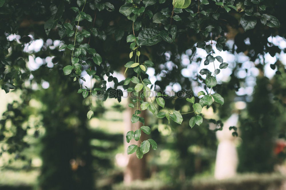 Similar – Image, Stock Photo 0815 AST | cleaned up