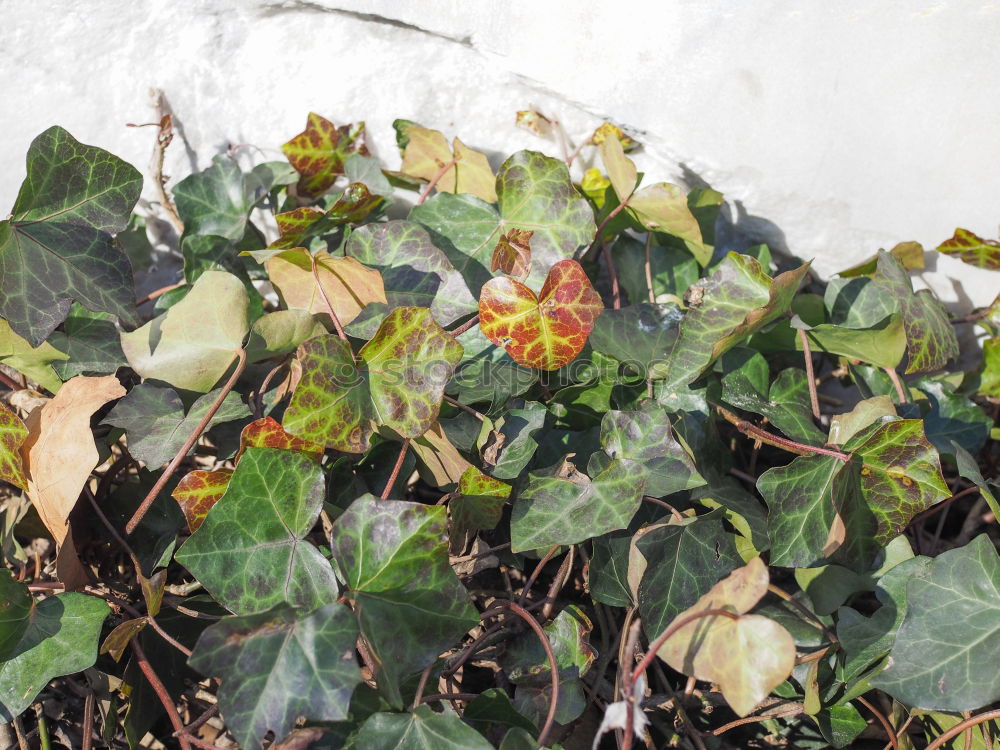 Similar – Image, Stock Photo Thawed hole in a snow cover on the field