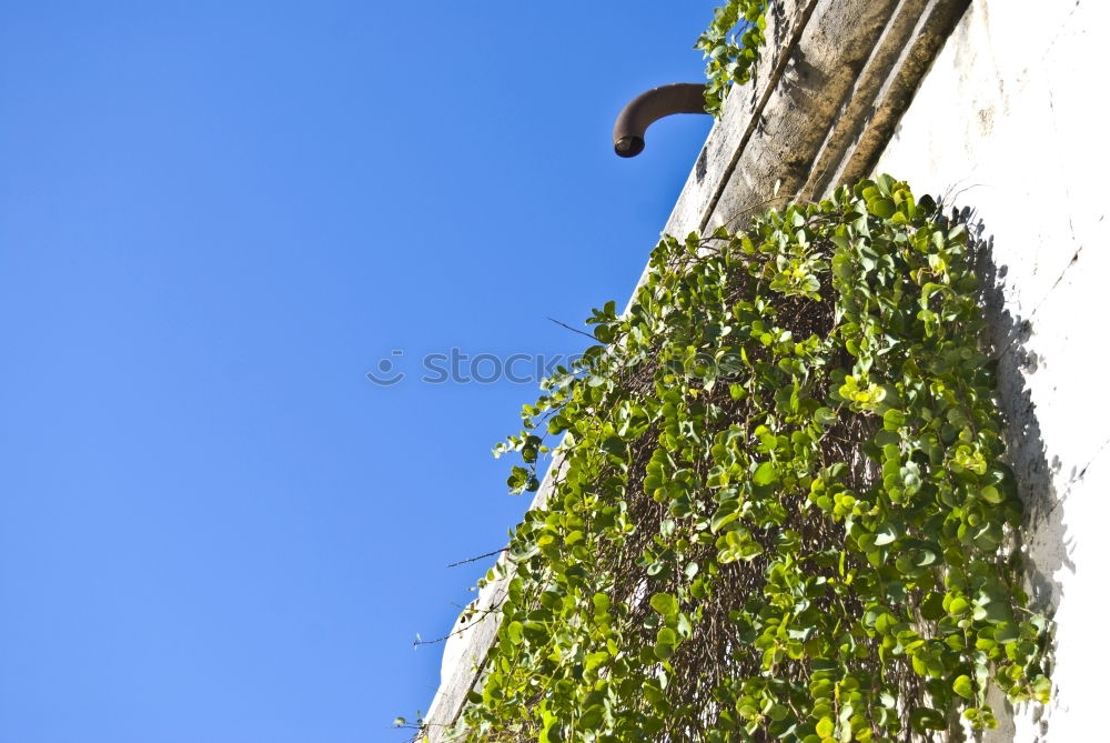 Image, Stock Photo green Environment Nature