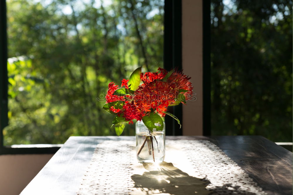 Similar – Blumen im Topf auf dem Tisch im Wohnzimmer