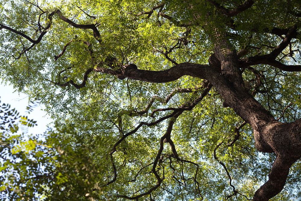 Similar – Image, Stock Photo Platan Tree