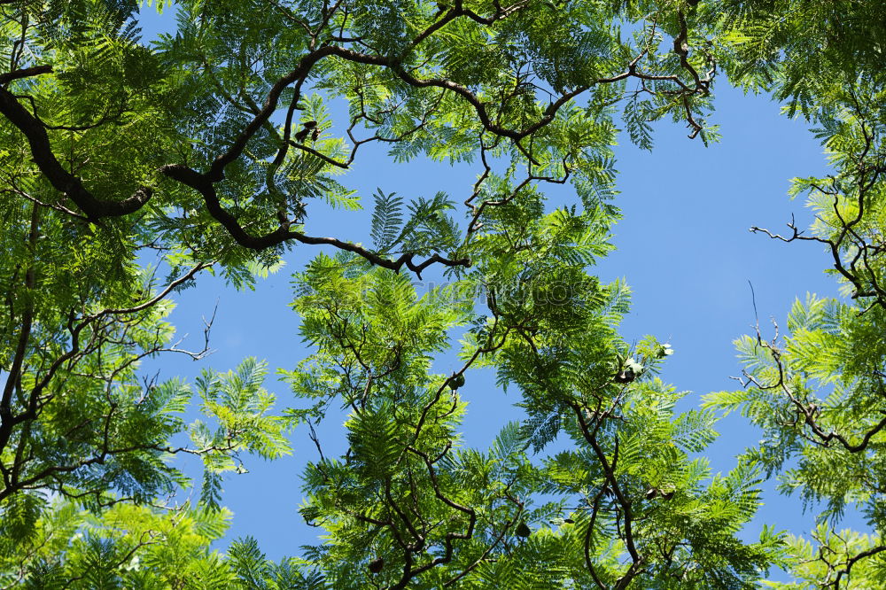 Similar – Im Garten Eden II Baum