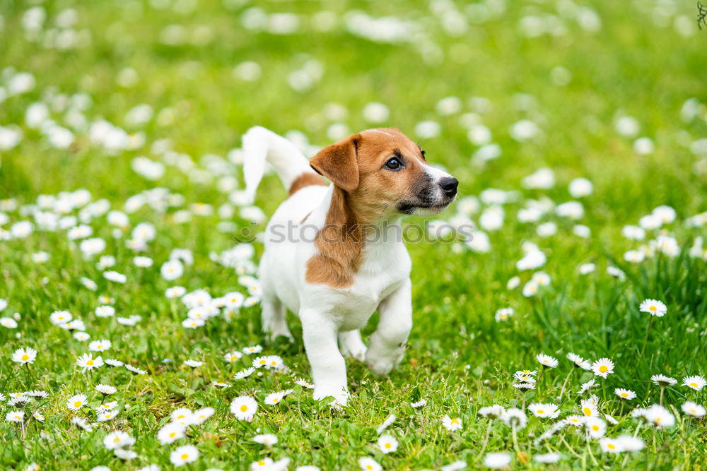 Similar – Image, Stock Photo Blonde in the green.