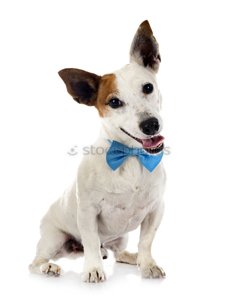 Image, Stock Photo cute young small white dog wearing a modern bowtie. Sitting on the wood floor and looking at the camera.White background. Pets indoors