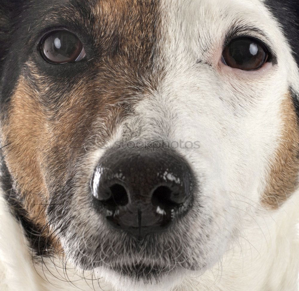Image, Stock Photo close up view of a dog snout. brown fur. macro shot
