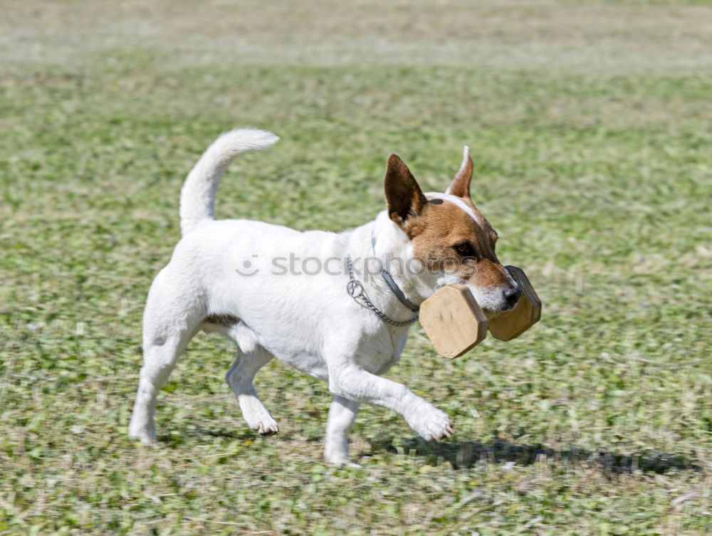 Similar – Dog with shoe fetish