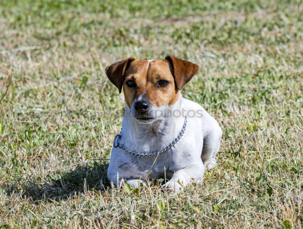 Similar – Image, Stock Photo discover Environment