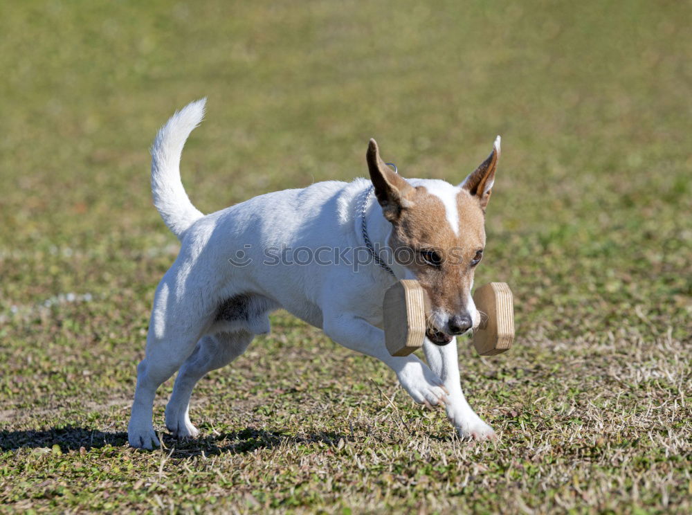 Similar – Dog with shoe fetish