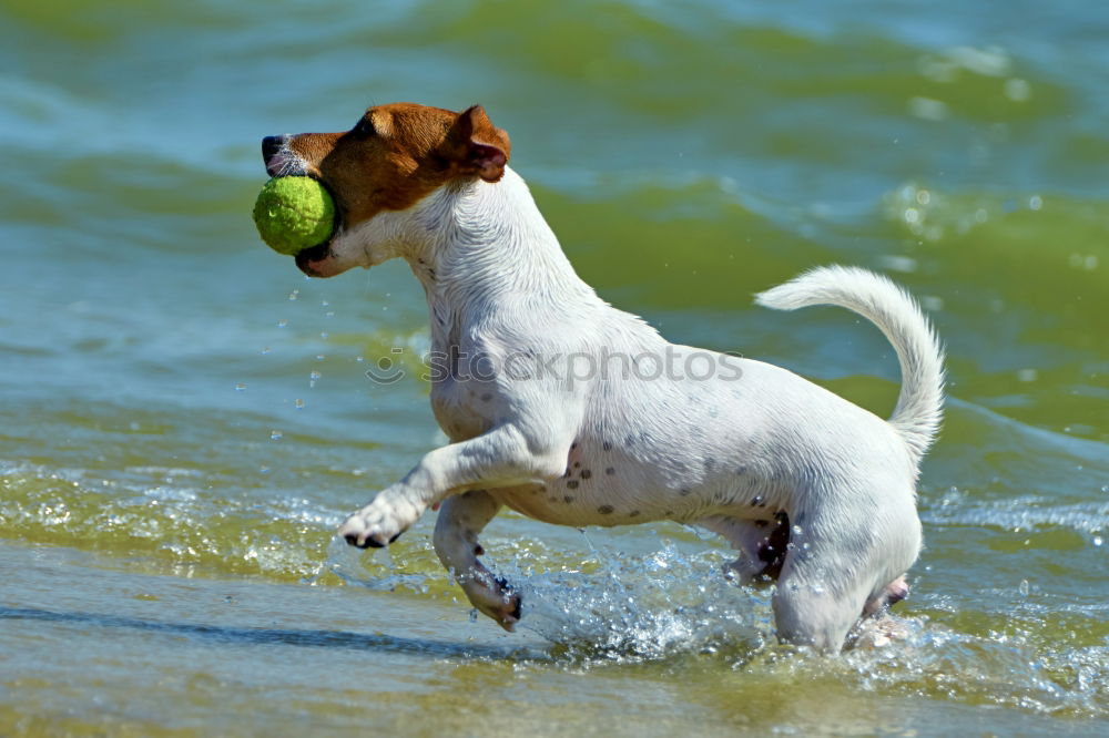 Similar – Dogs running near waving sea