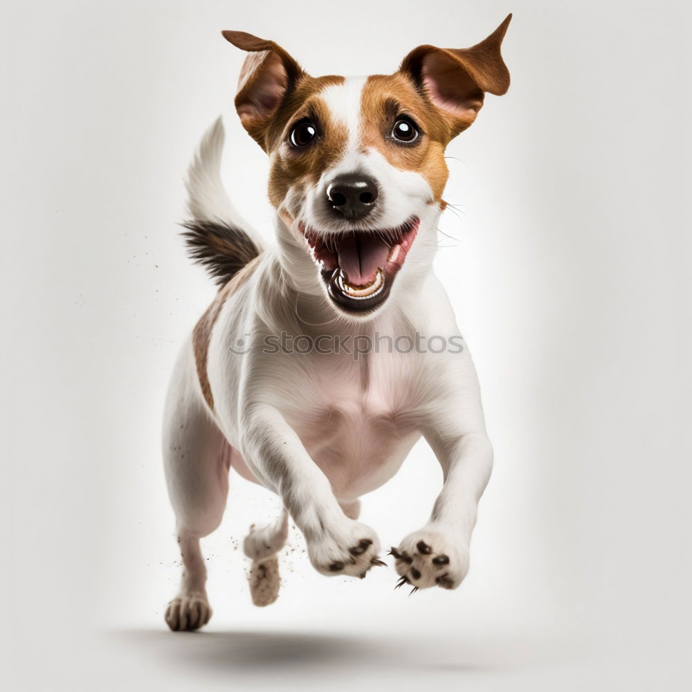 Similar – Foto Bild süßer Jack-Russell-Hund in der Tierklinik. Hält ein Stethoskop in der Hand. Veterinärmedizinisches Konzept