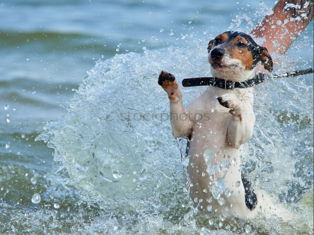 Similar – Australian Shepherd Nature