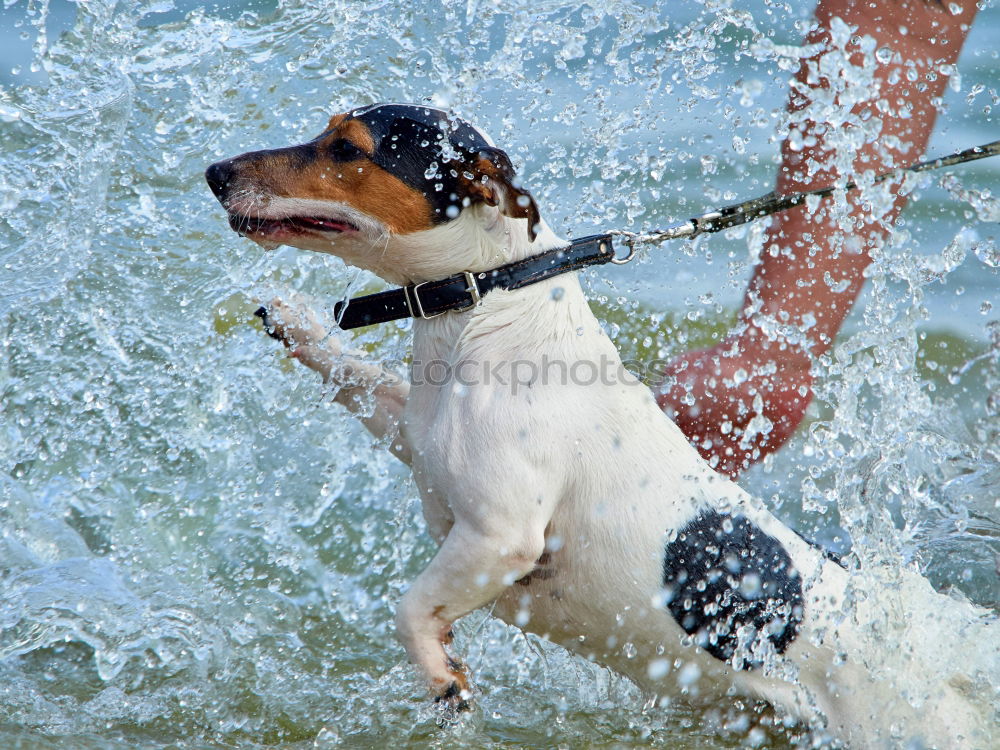 Similar – WaveDog Hund Labrador