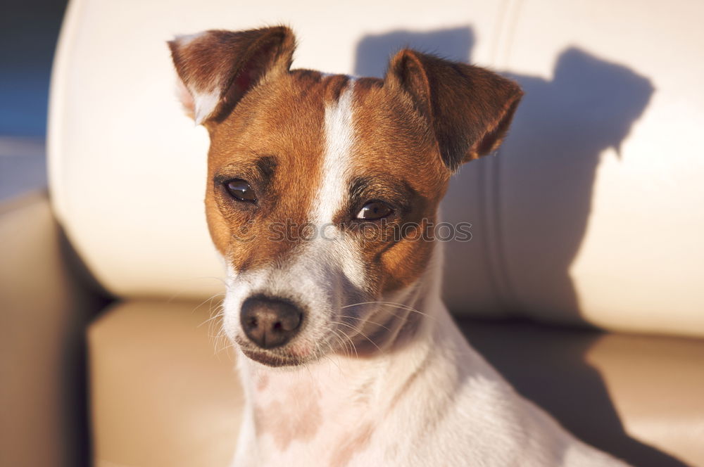 Similar – Image, Stock Photo Uh? Uh? Animal Pet 1