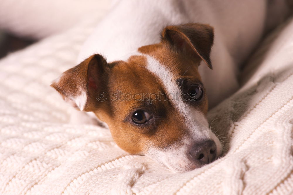 Similar – close up portrait of a cute small dog sitting on bed