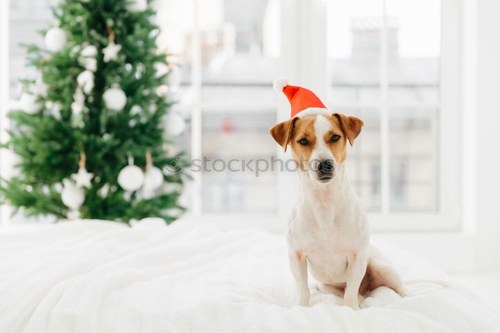 cute jack russell dog at home by the christmas tree