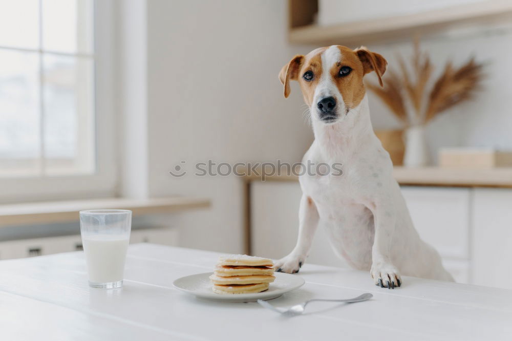 cute small jack russell dog at home waiting to eat his food in a bowl. Pets indoors