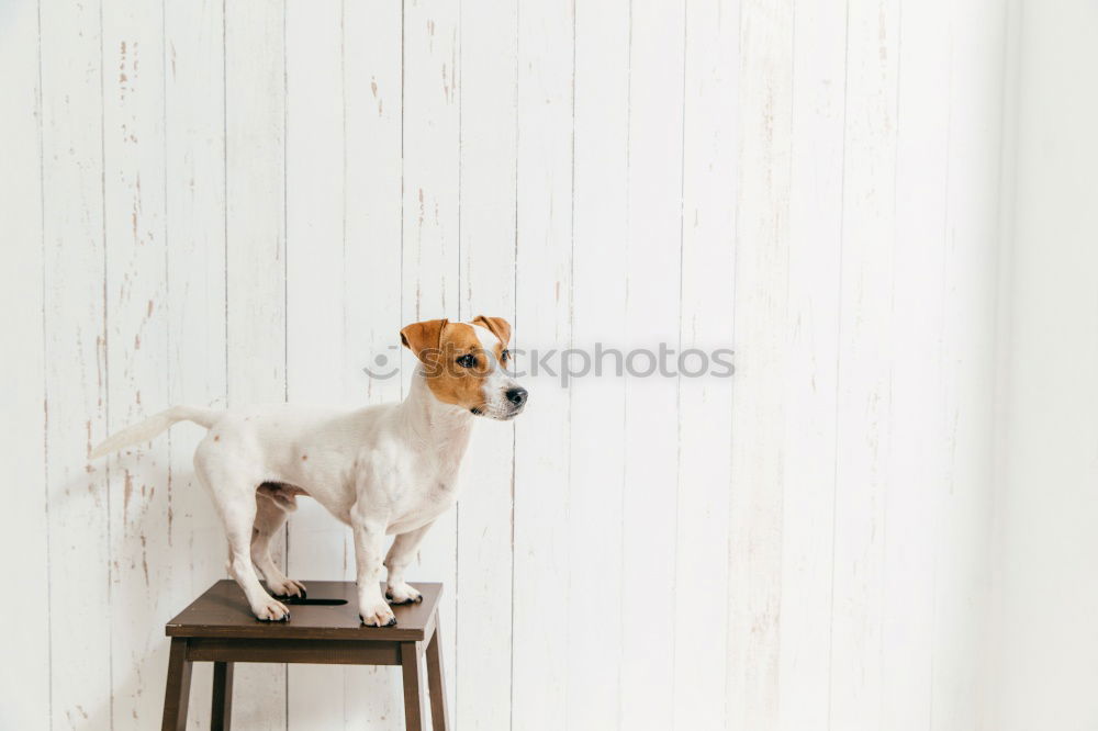 Similar – Image, Stock Photo cute small dog lying white sheet with hello world message