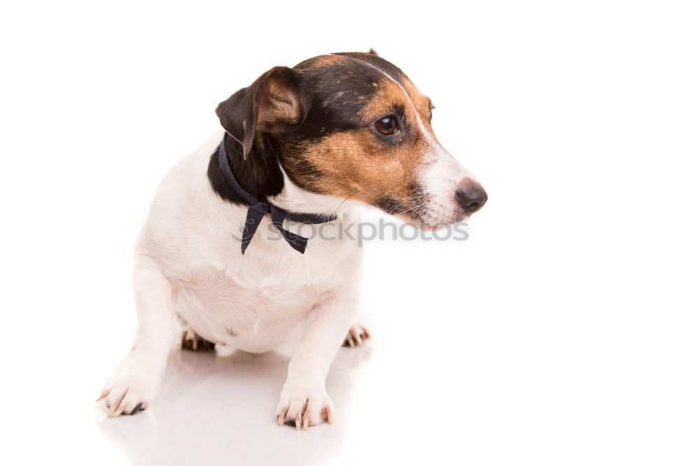 Similar – Image, Stock Photo cute young small white dog wearing a modern bowtie. Sitting on the wood floor and looking at the camera.White background. Pets indoors