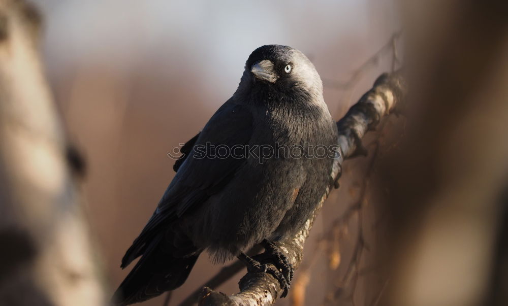 Similar – Black Drongo