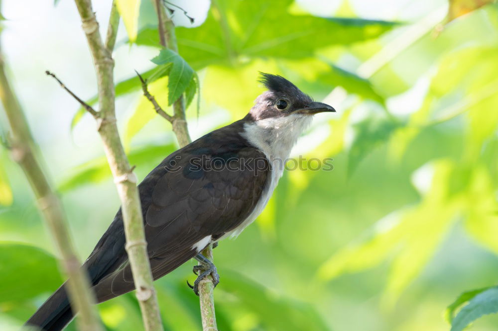 Similar – Image, Stock Photo Blackbird in a tree