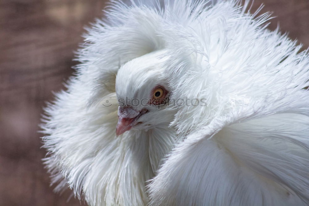 puffed chicken Animal