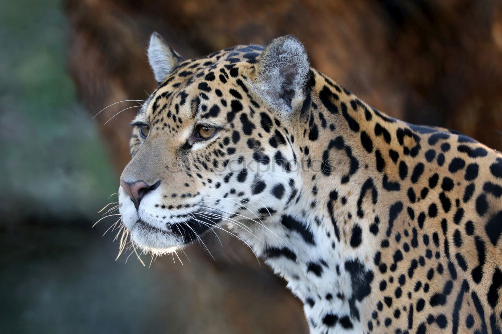 Similar – Close up portrait of Persian leopard