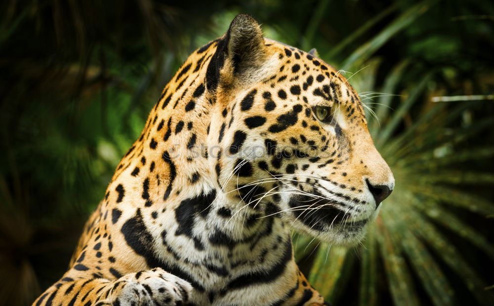 Similar – Close up portrait of Persian leopard