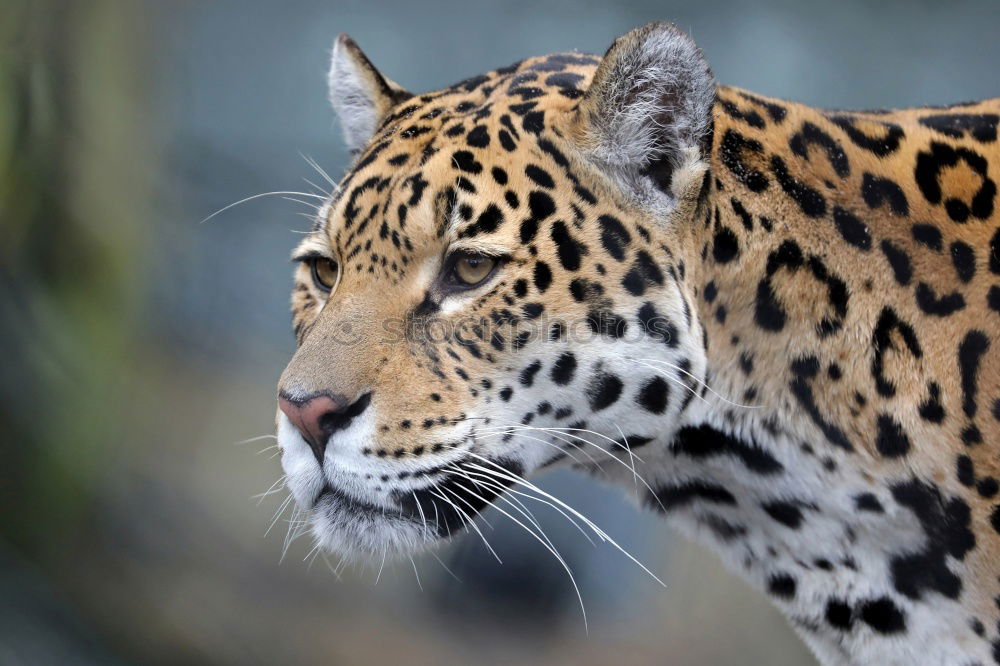 Similar – Close up portrait of Persian leopard