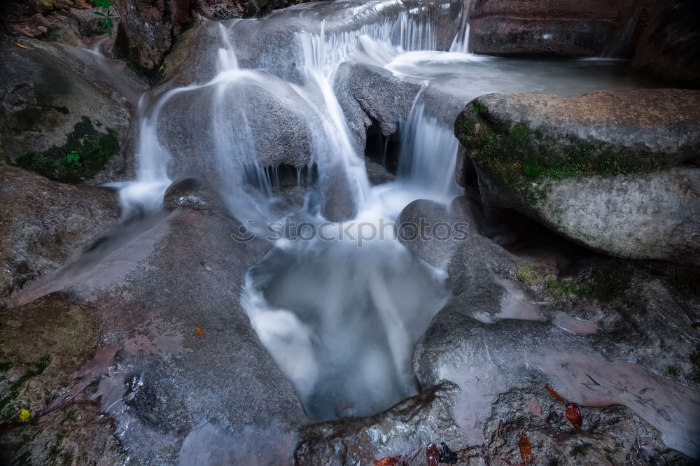 Similar – Image, Stock Photo pox in autumn Nature