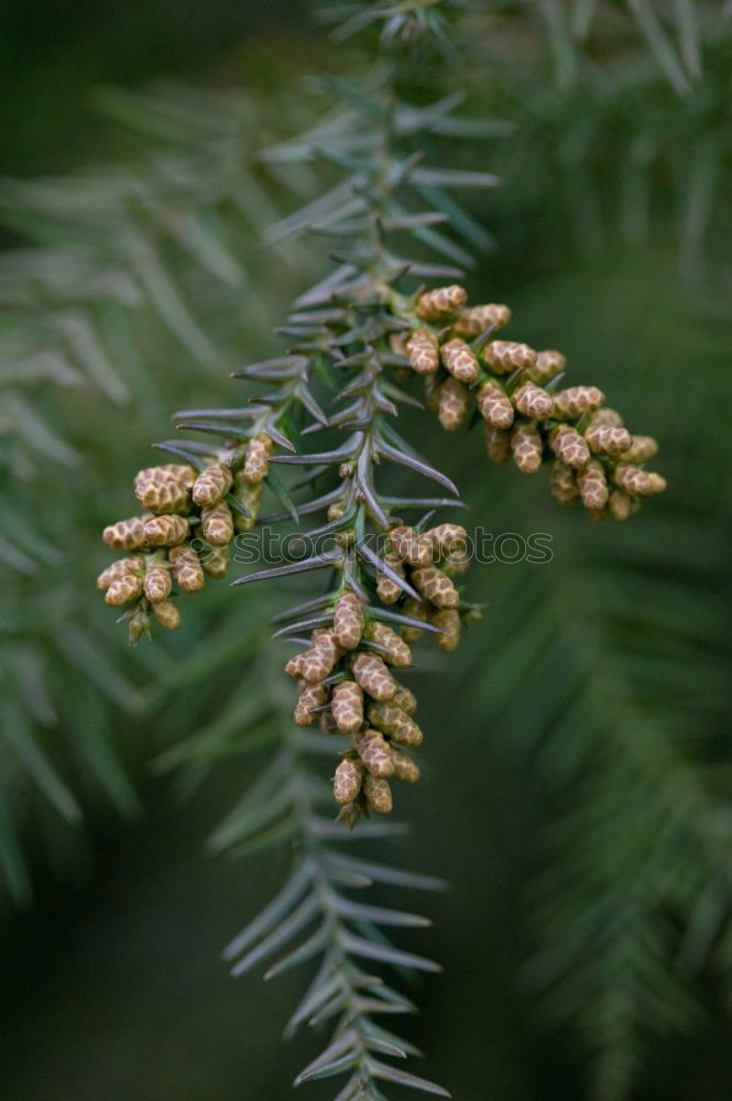 Similar – Image, Stock Photo needles Plant Growth