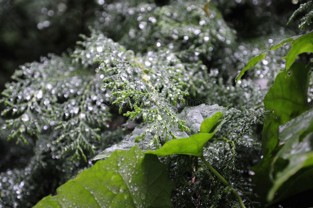 Similar – contrast Green Leaf Snow